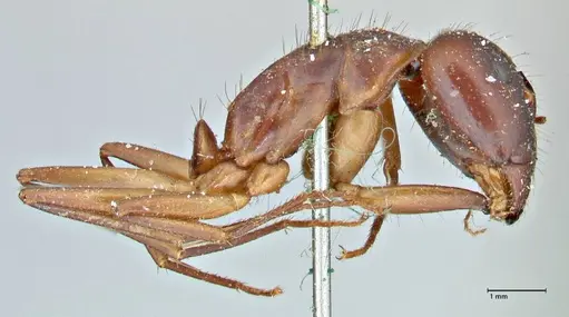 Camponotus pilicornis specimen FOCOL2912 image focol2912_4