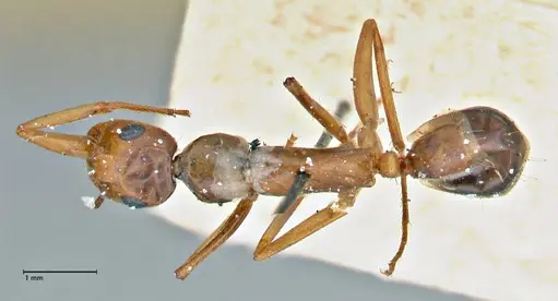 Camponotus pilicornis specimen FOCOL2913 image focol2913_1