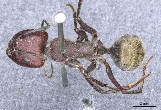 Camponotus piliventris specimen CASENT0903547 image casent0903547_1
