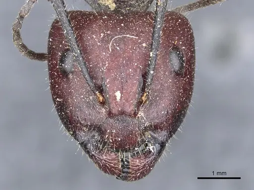 Camponotus piliventris specimen CASENT0903547 image casent0903547_2