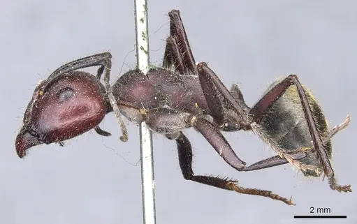 Camponotus piliventris specimen CASENT0903547 image casent0903547_3
