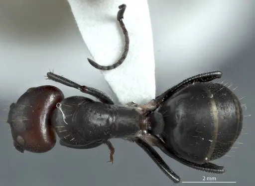 Camponotus pitjantjatarae specimen JDM32-001303-1 image jdm32-001303-1_1