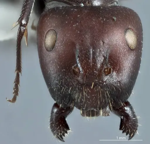 Camponotus pitjantjatarae specimen JDM32-001303-1 image jdm32-001303-1_2