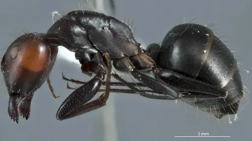 Camponotus pitjantjatarae specimen JDM32-001303-1 image jdm32-001303-1_3