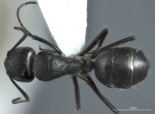 Camponotus pitjantjatarae specimen JDM32-001303-2 image jdm32-001303-2_1