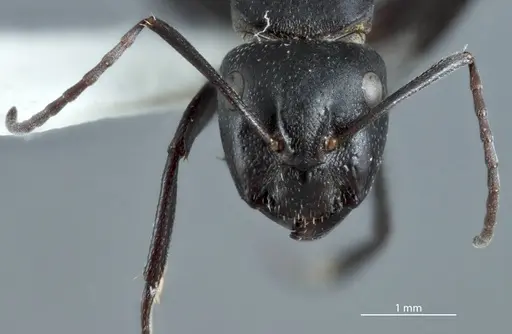 Camponotus pitjantjatarae specimen JDM32-001303-2 image jdm32-001303-2_2