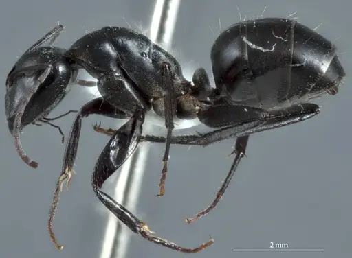 Camponotus pitjantjatarae specimen JDM32-001303-2 image jdm32-001303-2_3