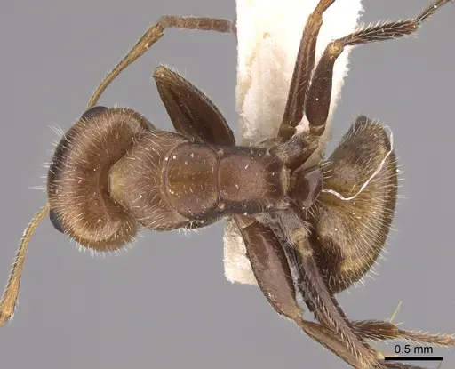 Camponotus pittieri specimen CASENT0217684 image casent0217684_1