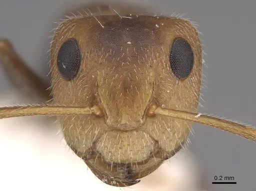 Camponotus pittieri specimen CASENT0217684 image casent0217684_2