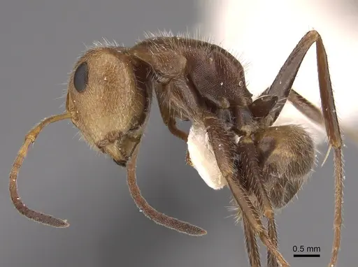 Camponotus pittieri specimen CASENT0217684 image casent0217684_3