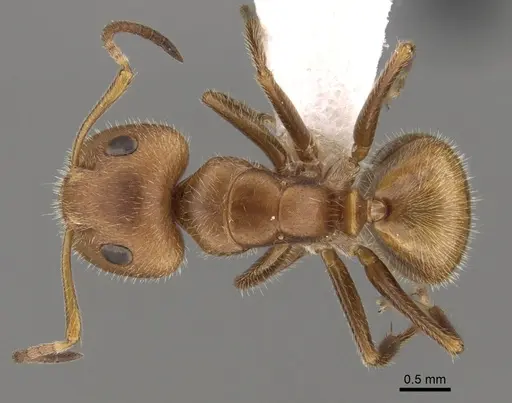 Camponotus pittieri specimen CASENT0280133 image casent0280133_1