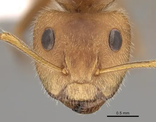 Camponotus pittieri specimen CASENT0280133 image casent0280133_2