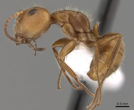 Camponotus pittieri specimen CASENT0280133 image casent0280133_3