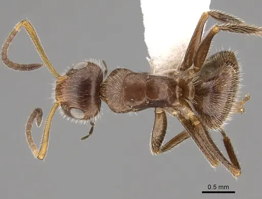 Camponotus pittieri specimen CASENT0280134 image casent0280134_1