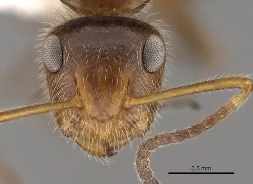 Camponotus pittieri specimen CASENT0280134 image casent0280134_2