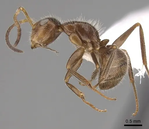 Camponotus pittieri specimen CASENT0280134 image casent0280134_3