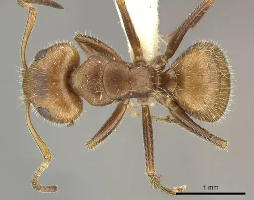 Camponotus pittieri specimen CASENT0619236 image casent0619236_1