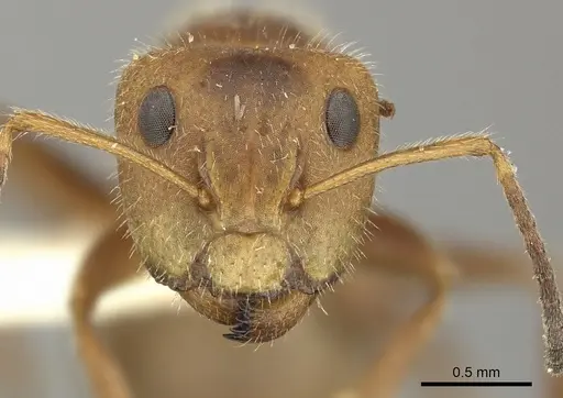 Camponotus pittieri specimen CASENT0619236 image casent0619236_2