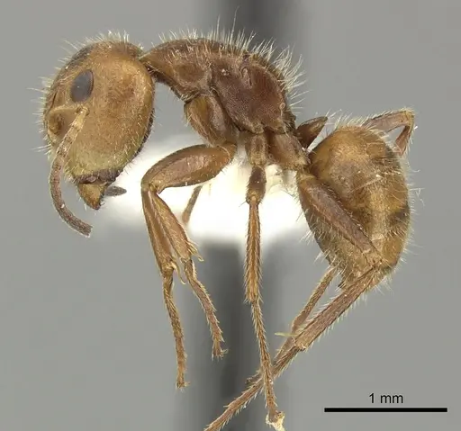 Camponotus pittieri specimen CASENT0619236 image casent0619236_3