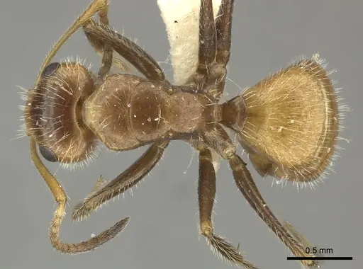 Camponotus pittieri specimen CASENT0619237 image casent0619237_1
