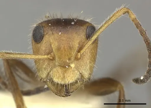 Camponotus pittieri specimen CASENT0619237 image casent0619237_2