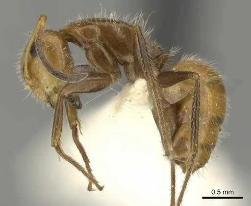 Camponotus pittieri specimen CASENT0619237 image casent0619237_3