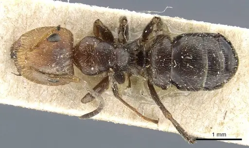 Camponotus pittieri specimen CASENT0905517 image casent0905517_1