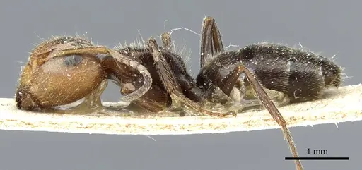 Camponotus pittieri specimen CASENT0905517 image casent0905517_3