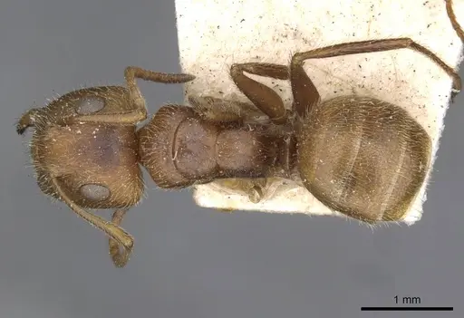 Camponotus pittieri specimen CASENT0910708 image casent0910708_1