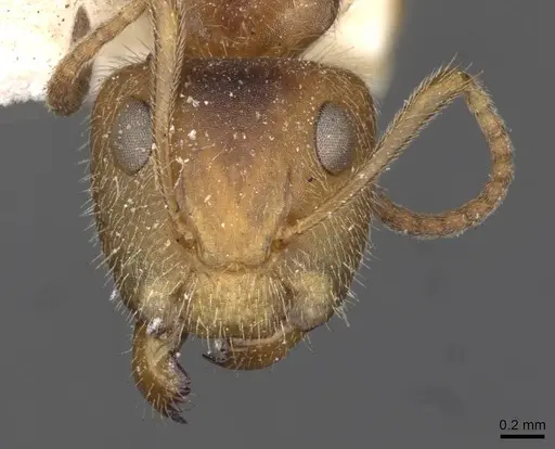 Camponotus pittieri specimen CASENT0910708 image casent0910708_2