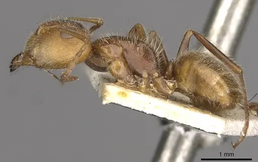 Camponotus pittieri specimen CASENT0910708 image casent0910708_3