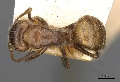 Camponotus pittieri specimen CASENT0910709 image casent0910709_1