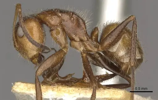 Camponotus pittieri specimen CASENT0910709 image casent0910709_3