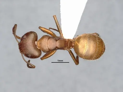 Camponotus pittieri specimen CASENT4031391 image casent4031391_1