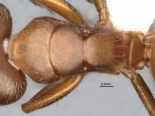 Camponotus pittieri specimen CASENT4031391 image casent4031391_2