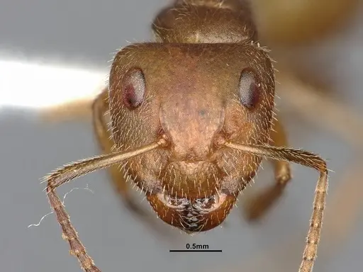 Camponotus pittieri specimen CASENT4031391 image casent4031391_3