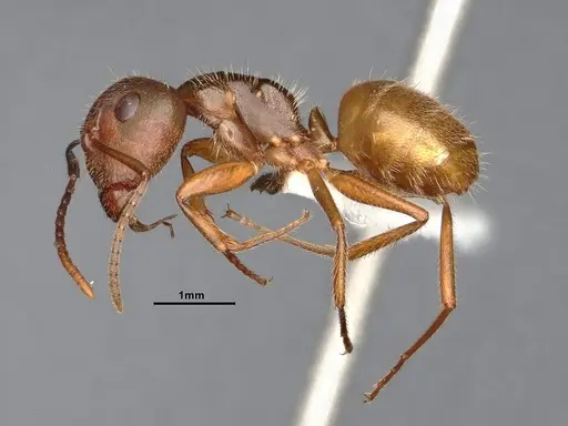 Camponotus pittieri specimen CASENT4031391 image casent4031391_4
