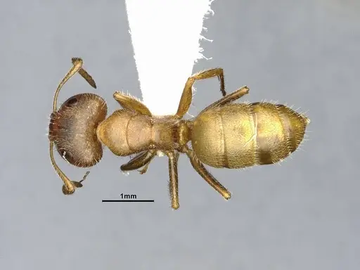 Camponotus pittieri specimen CASENT4032241 image casent4032241_1