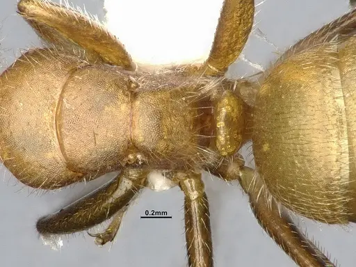 Camponotus pittieri specimen CASENT4032241 image casent4032241_2