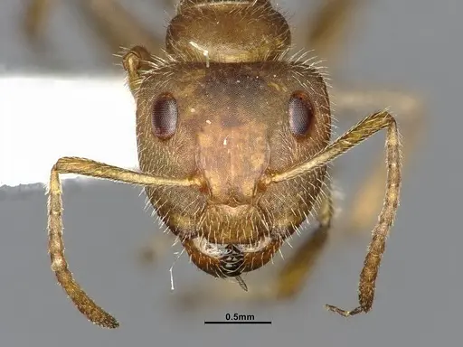 Camponotus pittieri specimen CASENT4032241 image casent4032241_3