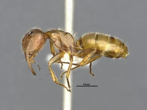 Camponotus pittieri specimen CASENT4032241 image casent4032241_4