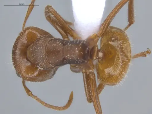 Camponotus pittieri specimen ECOFOG-BOUM-0551-03 image ecofog-boum-0551-03_1
