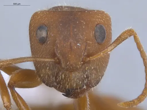 Camponotus pittieri specimen ECOFOG-BOUM-0551-03 image ecofog-boum-0551-03_2