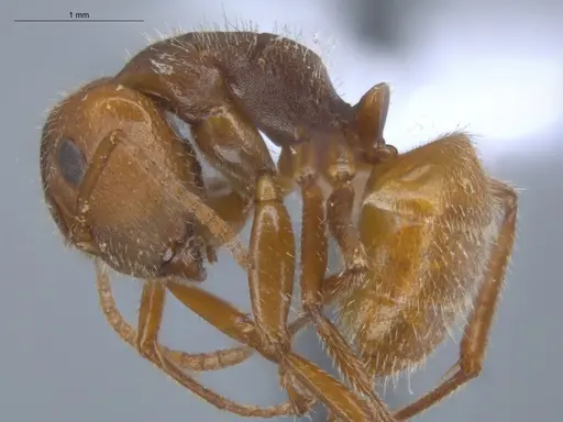 Camponotus pittieri specimen ECOFOG-BOUM-0551-03 image ecofog-boum-0551-03_3
