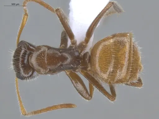 Camponotus pittieri specimen ECOFOG-BOUM-0555-01 image ecofog-boum-0555-01_1