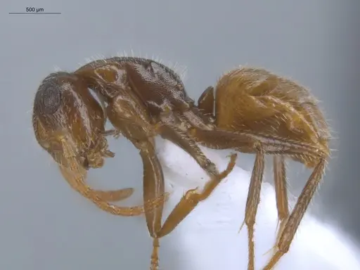 Camponotus pittieri specimen ECOFOG-BOUM-0555-01 image ecofog-boum-0555-01_3