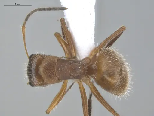 Camponotus pittieri specimen ECOFOG-BUG-1383-05 image ecofog-bug-1383-05_1