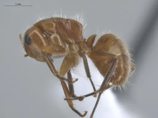 Camponotus pittieri specimen ECOFOG-BUG-1383-05 image ecofog-bug-1383-05_3