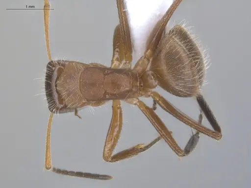 Camponotus pittieri specimen ECOFOG-BUG-1775-01 image ecofog-bug-1775-01_1