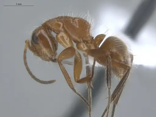 Camponotus pittieri specimen ECOFOG-BUG-1775-01 image ecofog-bug-1775-01_3